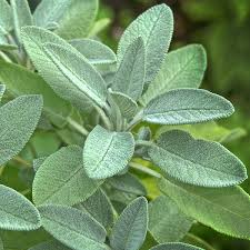 Close-up of green sage leaves with a blurred natural background
