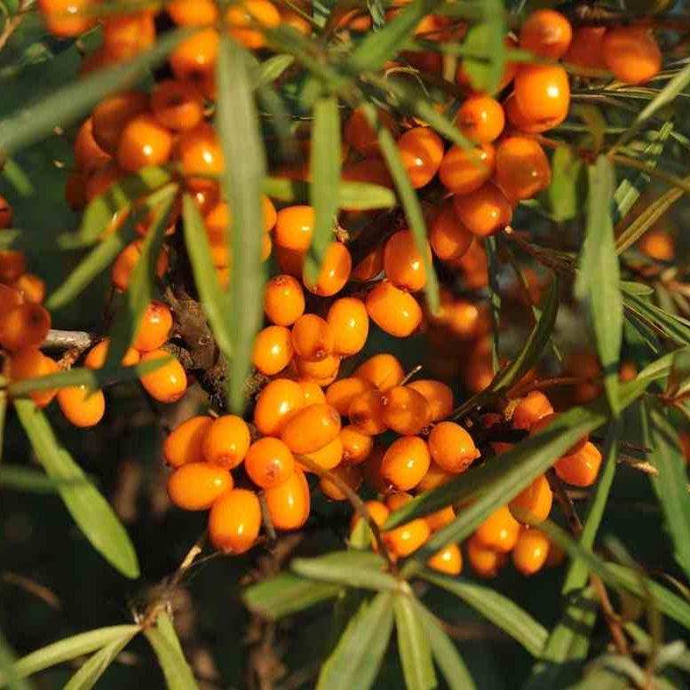 Sea buckthorn berries